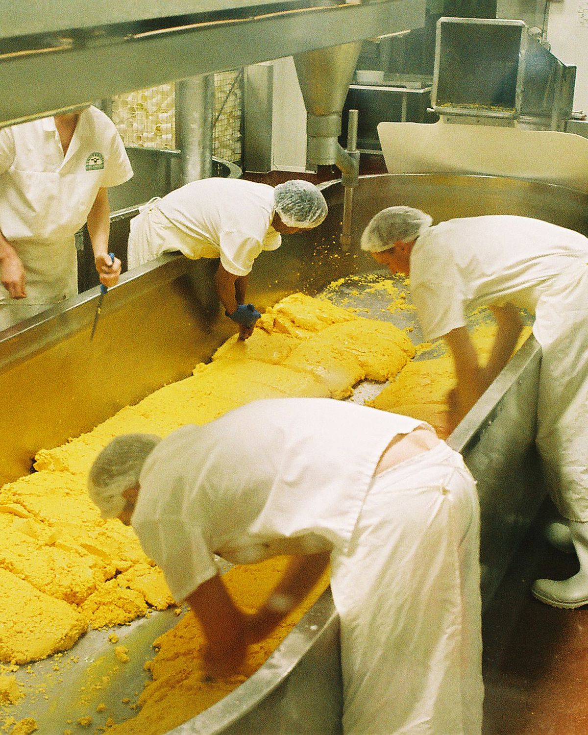 Dairy workers processing cheese curds in a long stainless steel trough