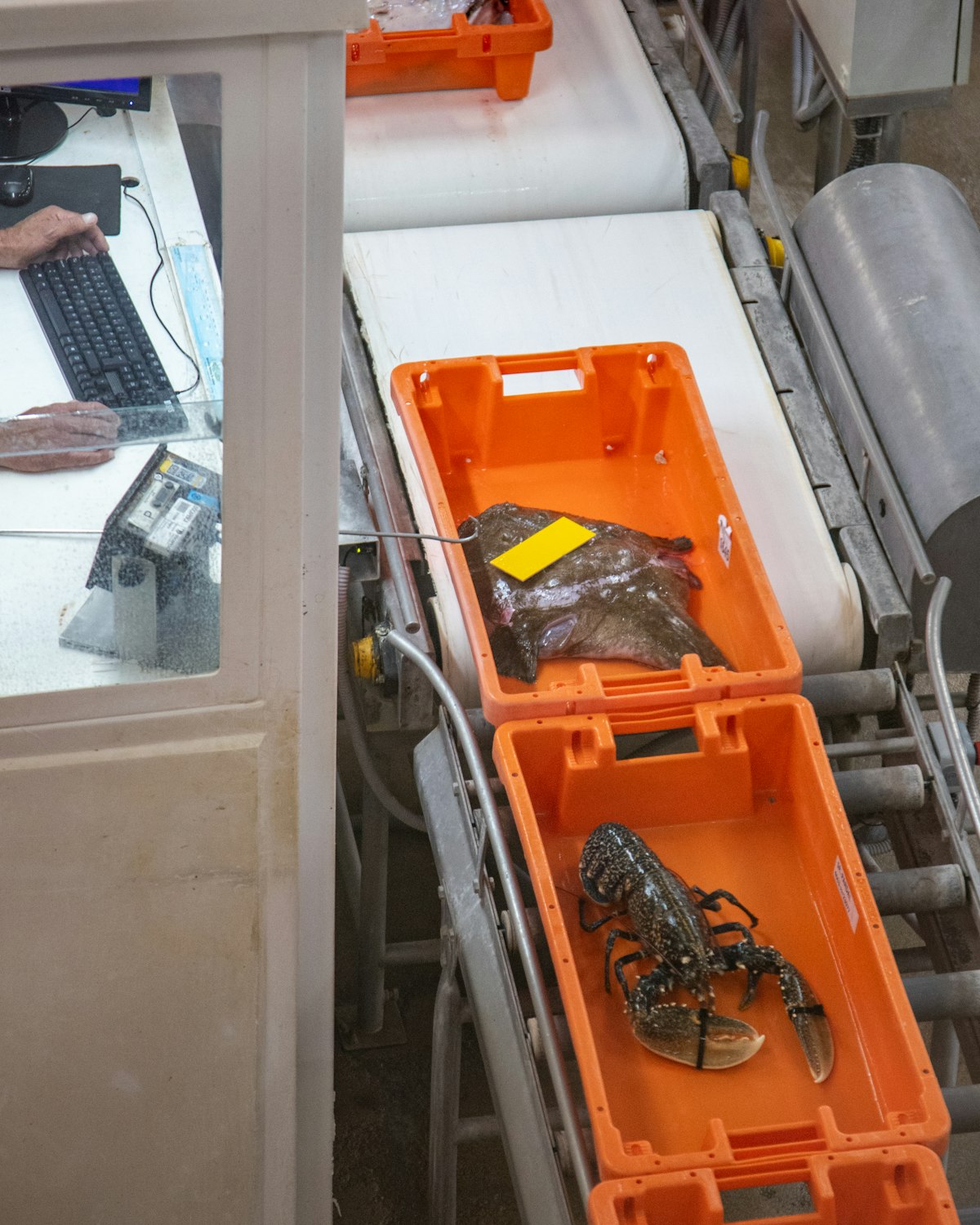 Seafood crates with fish and lobster moving along a hygienic white conveyor